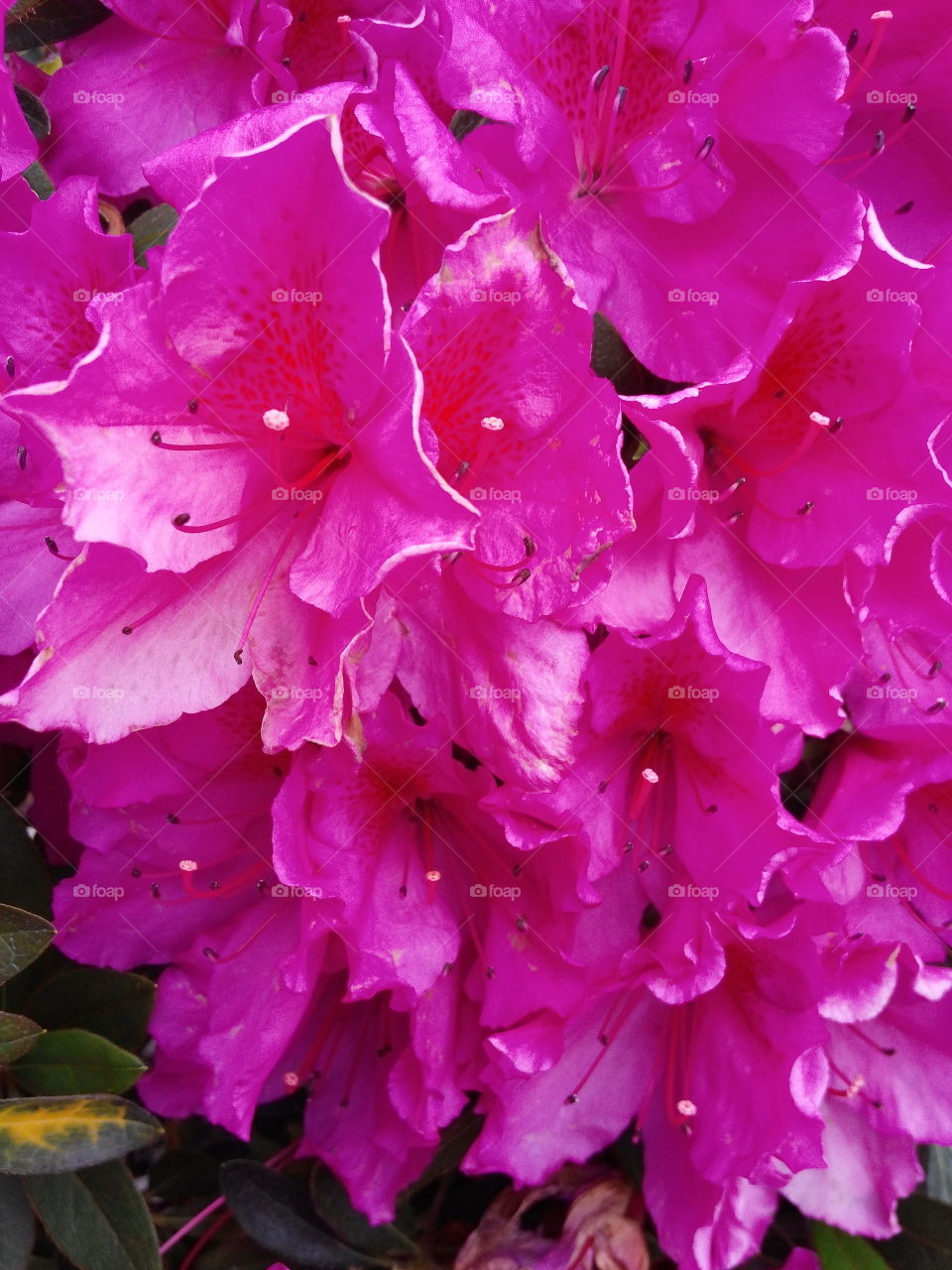 Flower bush