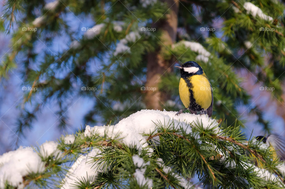 Winter nature