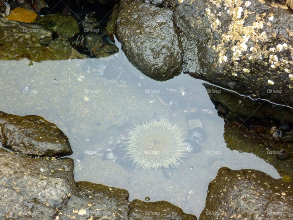sea rock anemone tidepool by kenglund