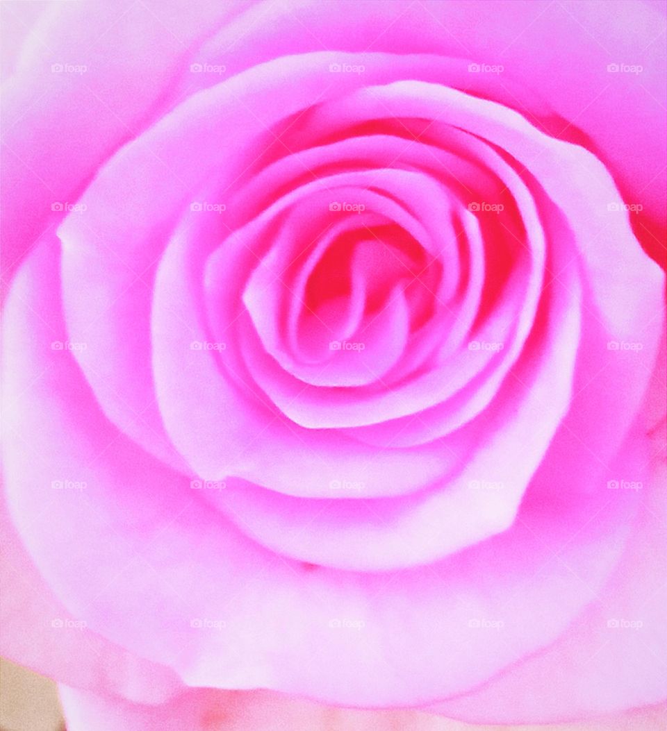 beautiful pink rose flower 🌺🌻🌹🌷 close up