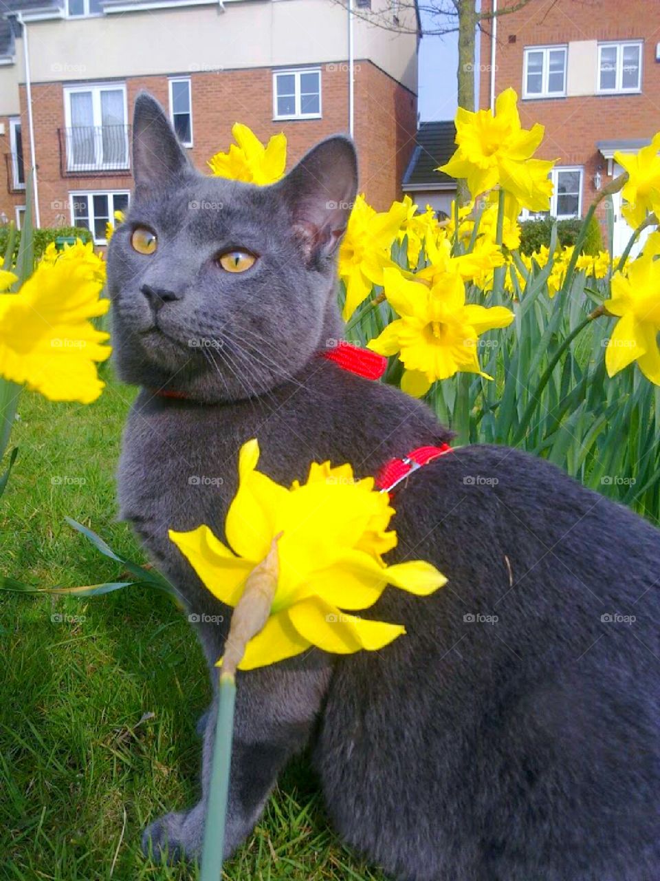 cat in daffodils