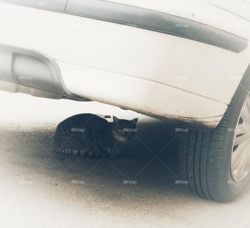 Serious cat under the car