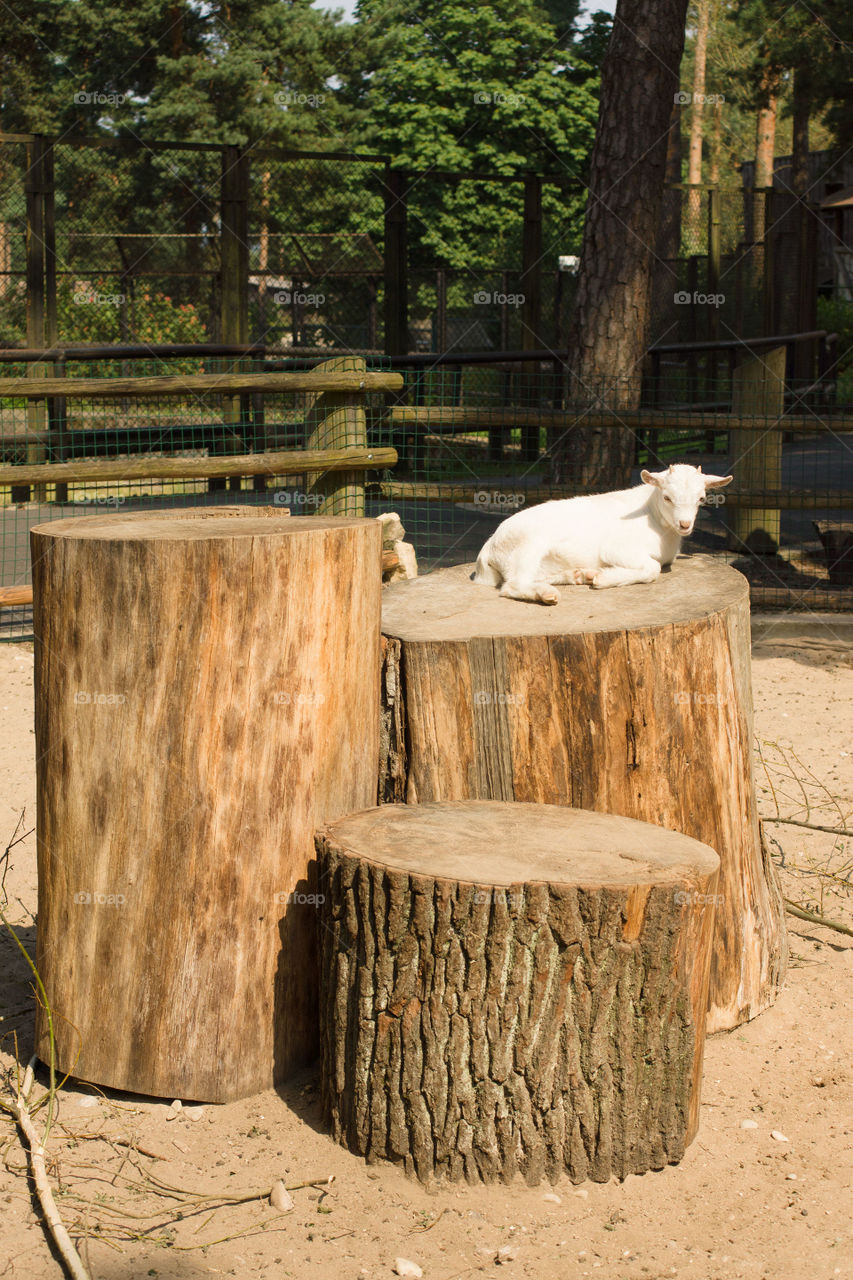 Goat on log