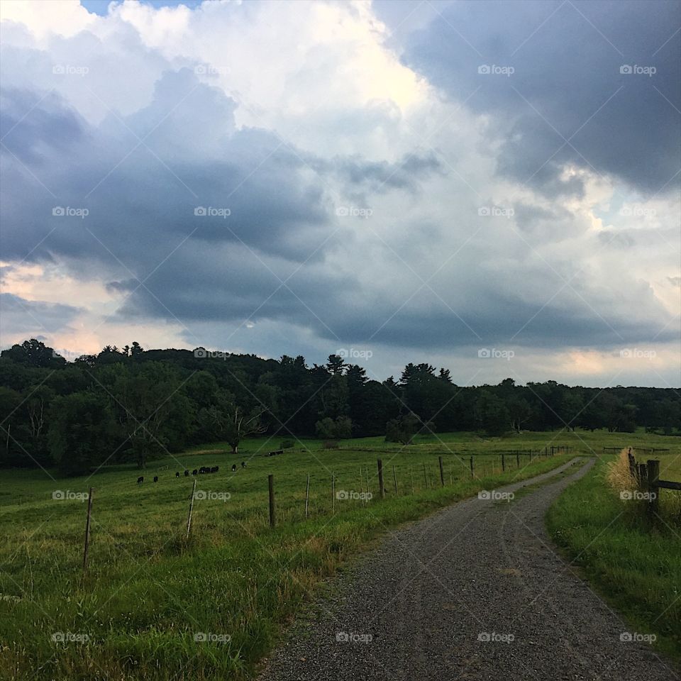 Some rural running with the cattle 