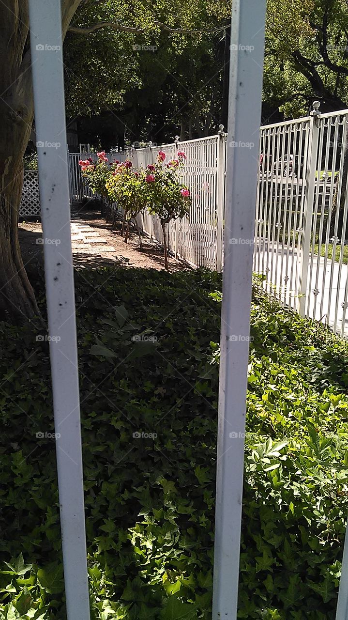 Fenced in roses. Out for a walk in my neighborhood
