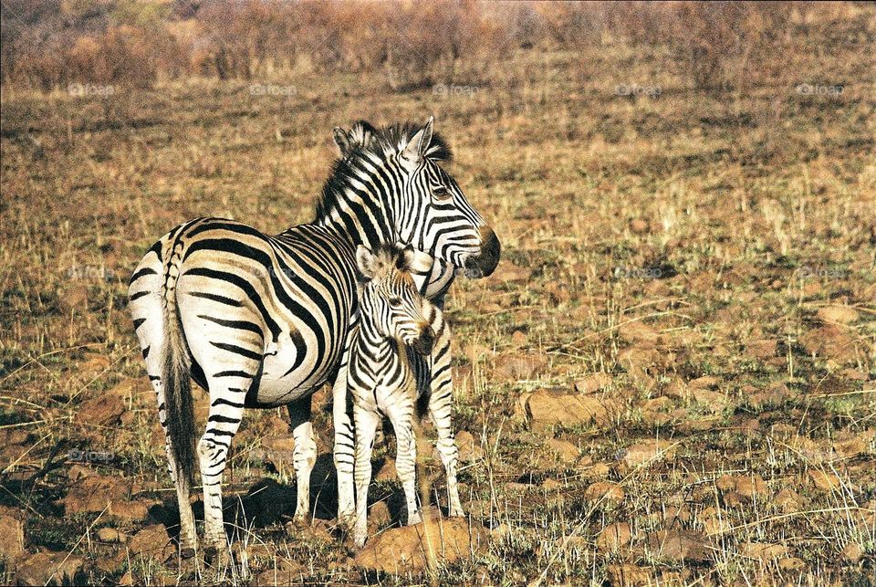 zebra and her calf enjoying the afternoon sunshine.