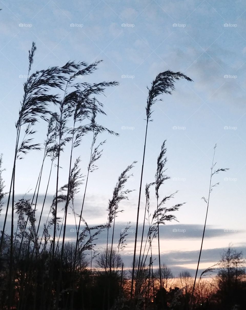 schilf gras himmel