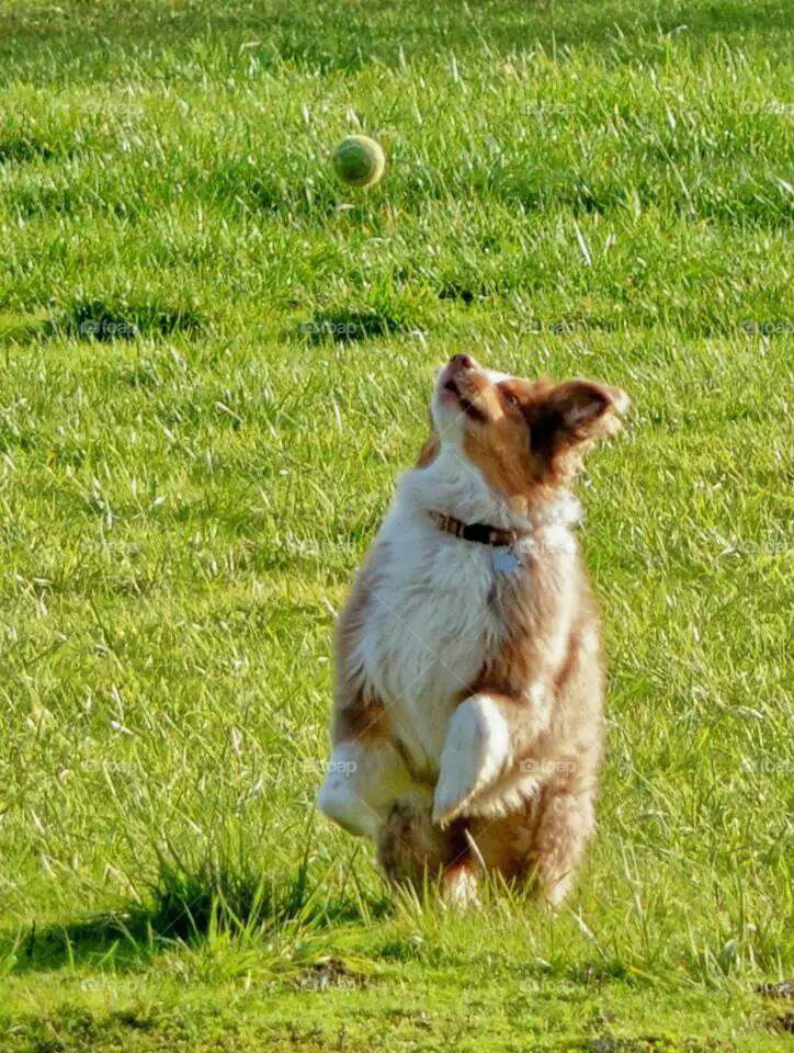 playing catch
