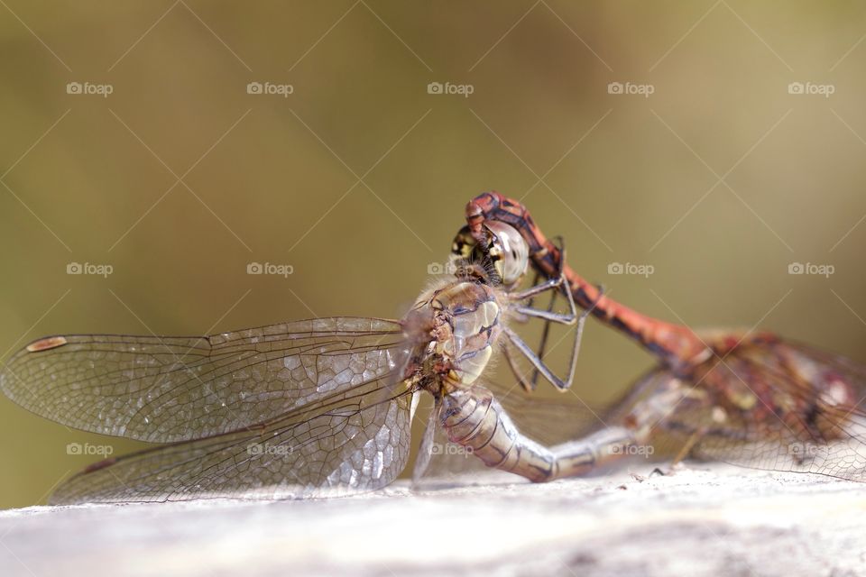 Dragonflies Pairing