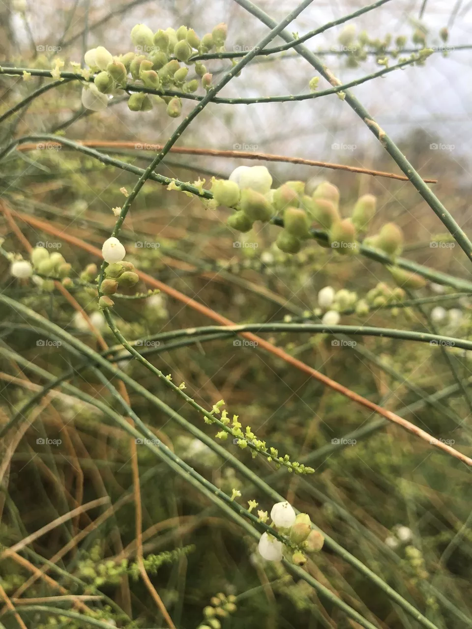 white flowers, flowers, green, twigs, picture of green twigs, plant