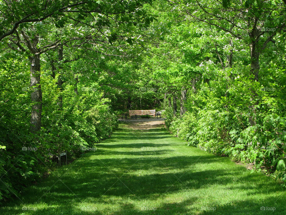 Green grass path to the bench