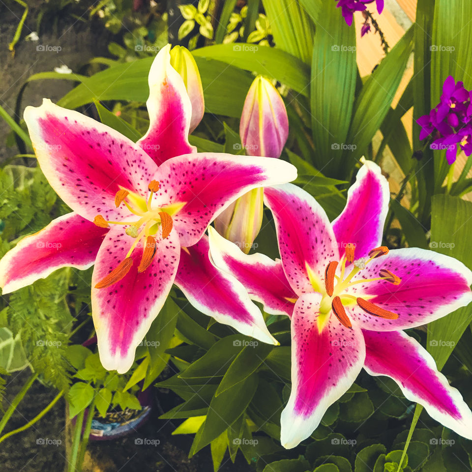 pretty flower.  what do you think?