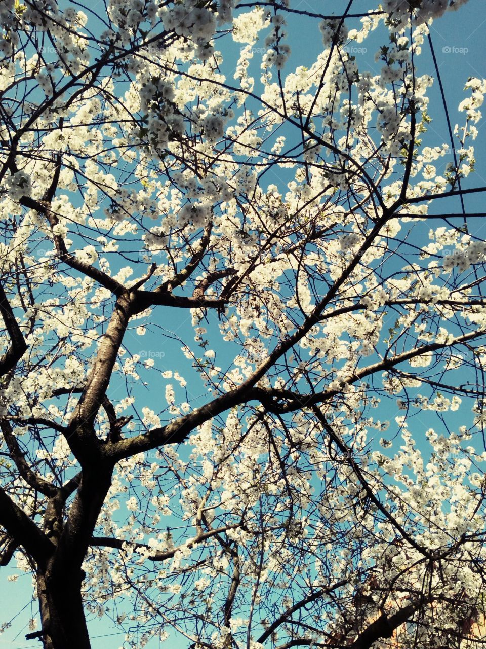 Serbia, cherry tree in spring