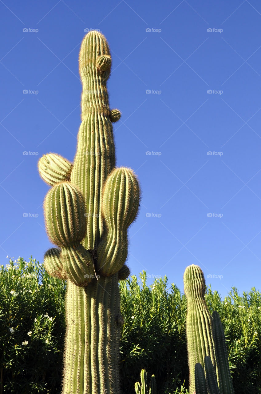 Saguaro Cactus in Arizona. 