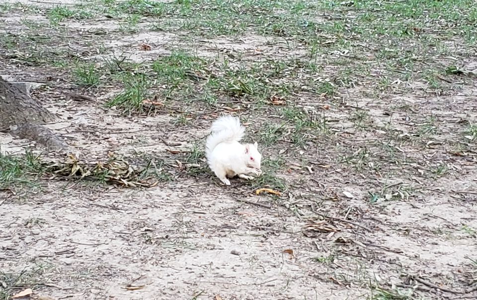 White squirrel (albino)