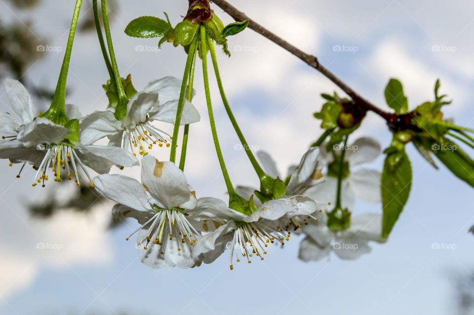 A sprig of cherry blossoms after the rain.