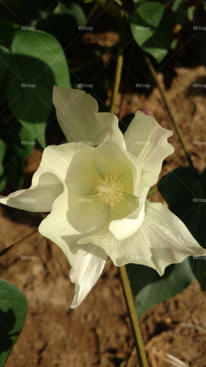 Cotton Bloom
