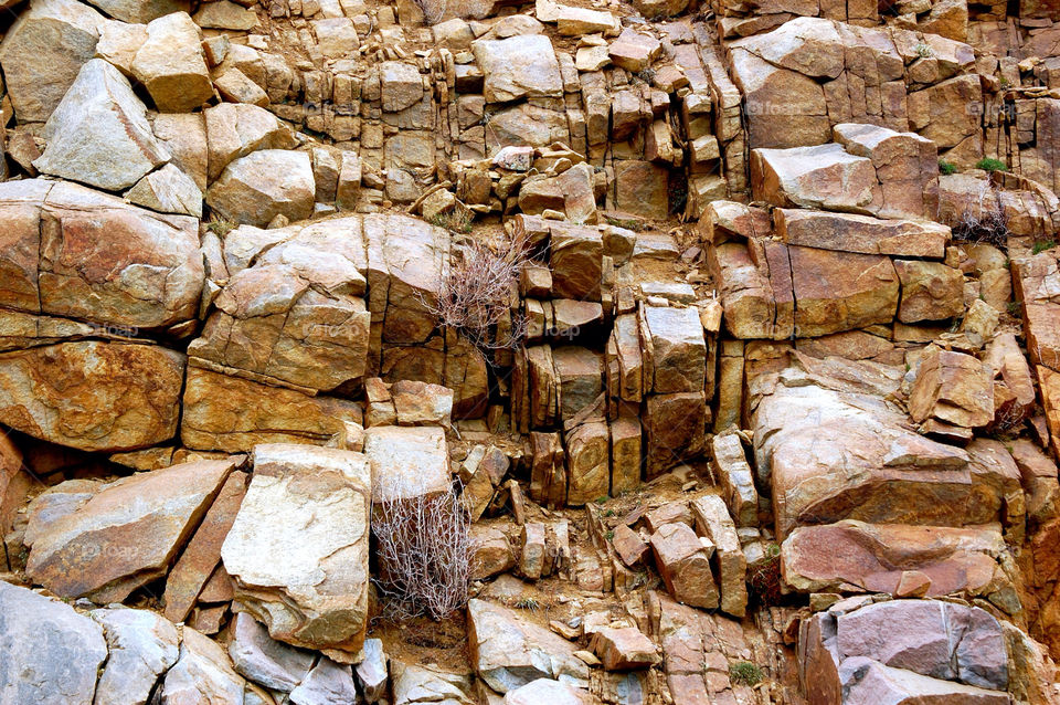 arizona forest petrified by refocusphoto