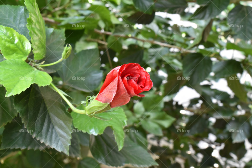 Red Hibiscus flower blooming in the garden.