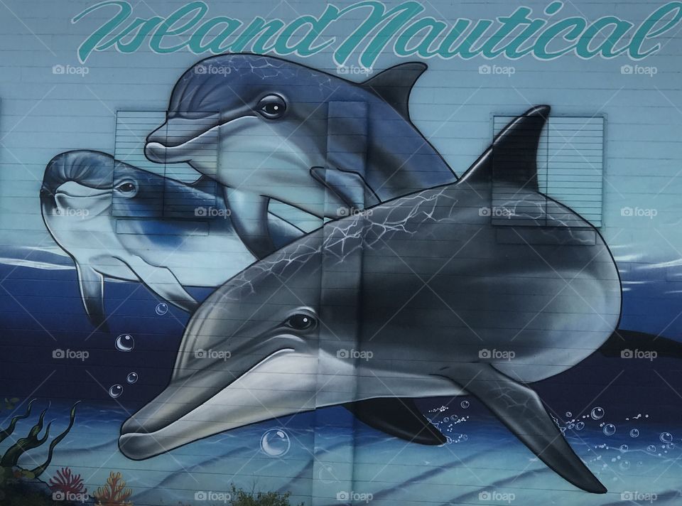 Dolphin artwork