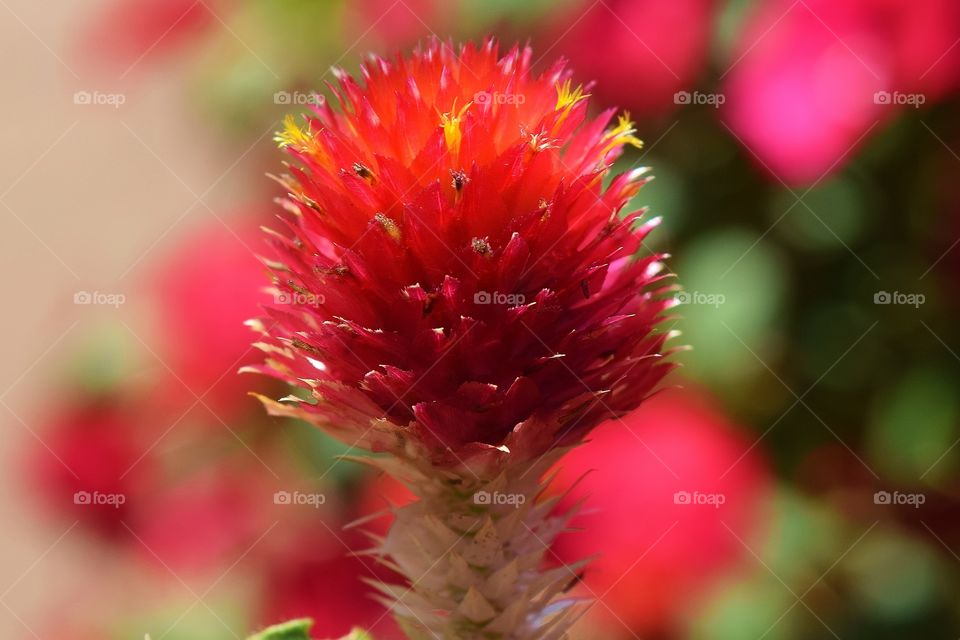 Flower  close up