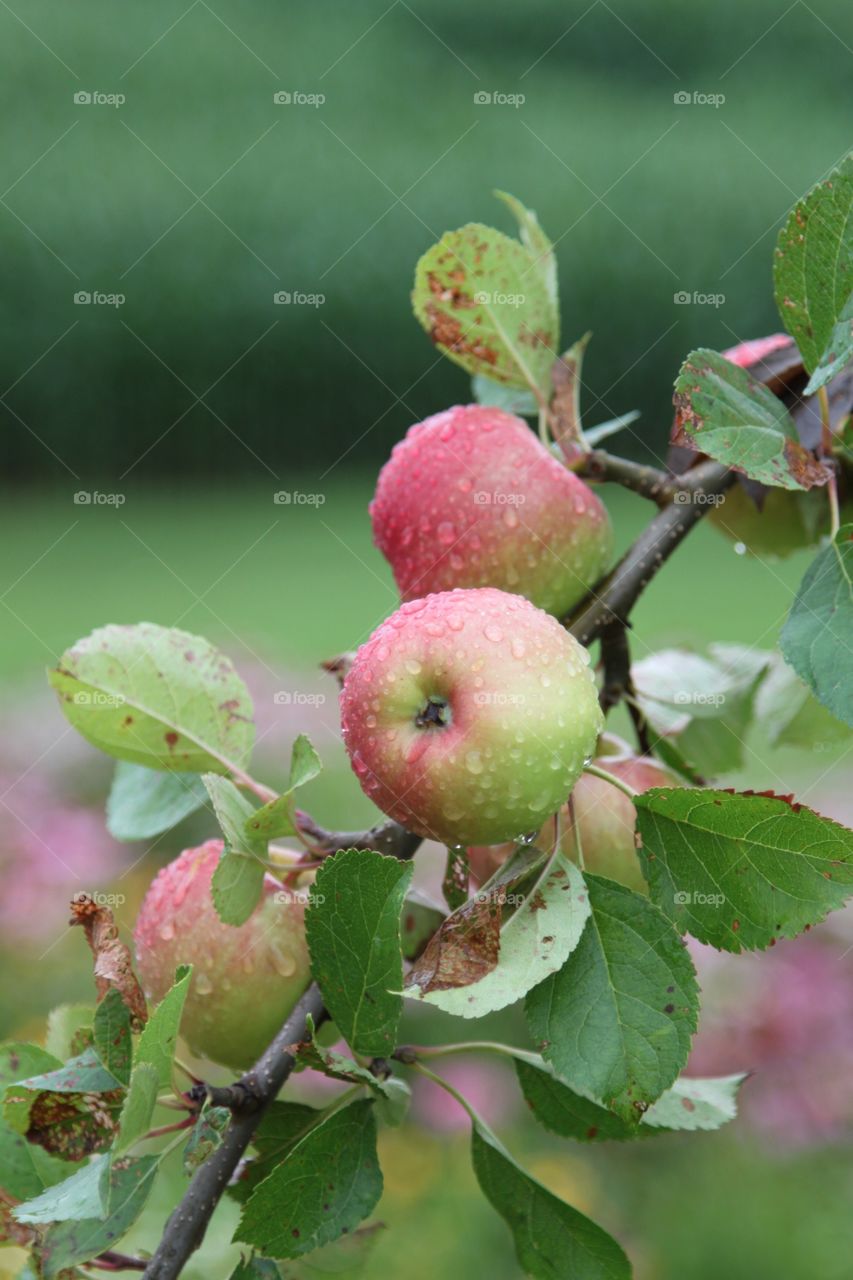 Apples after rain