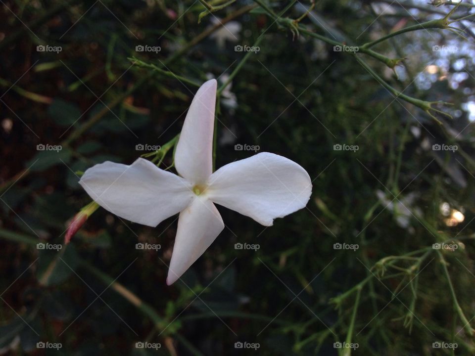 Giasemi flower
