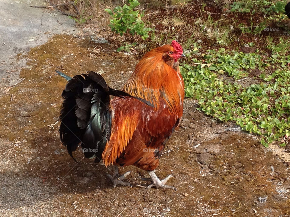 orange bird feathers rooster by stefaniem78