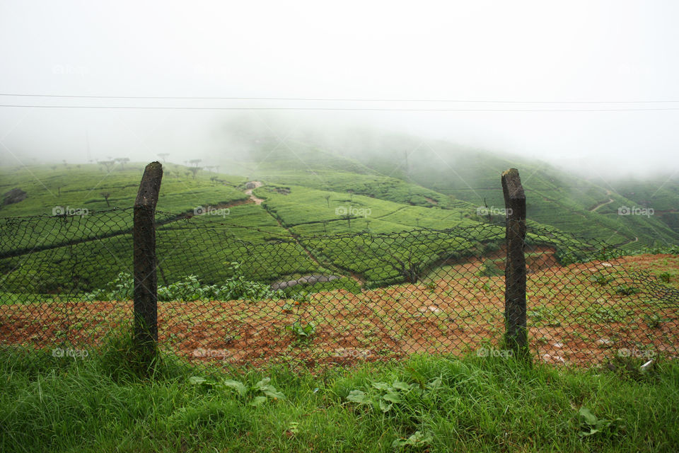 Fenced Tea Plantation. Sri Lanka. July 2010.