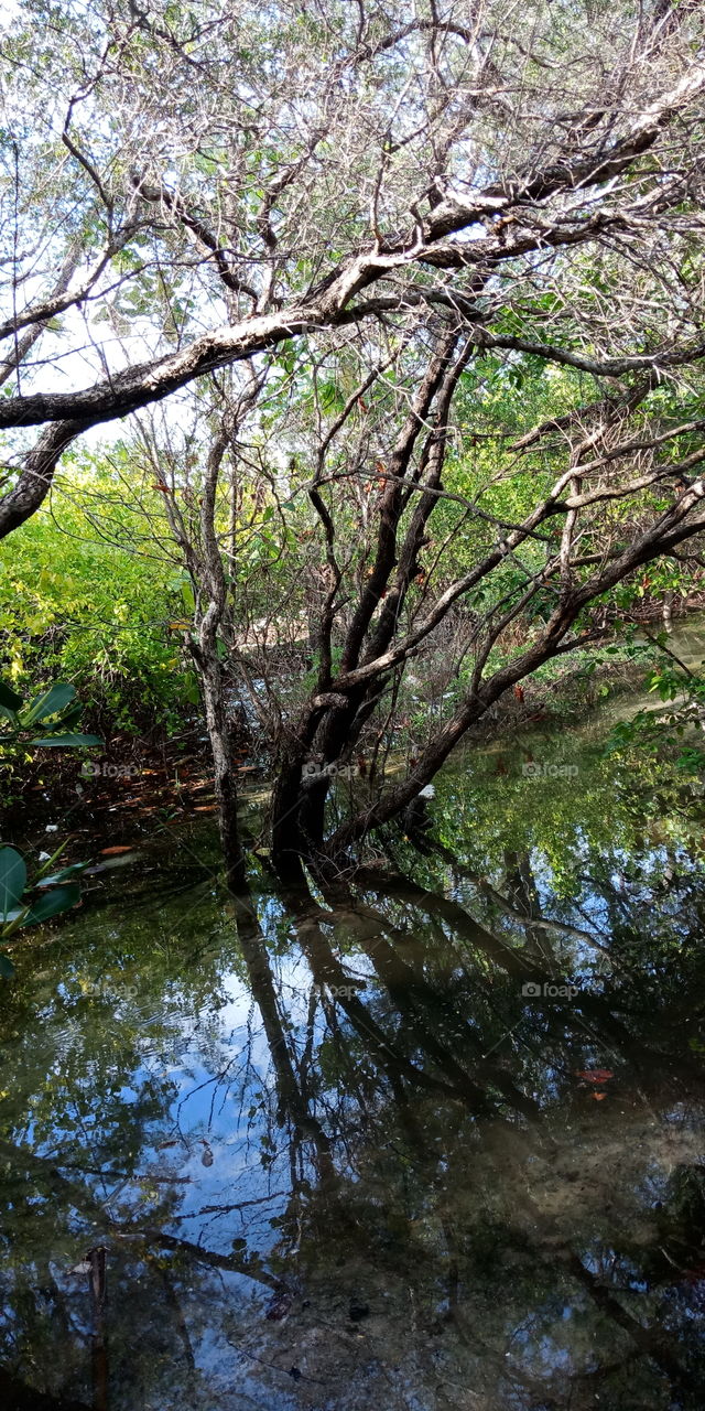 Mangrove,  Pari Island,  Indonesia