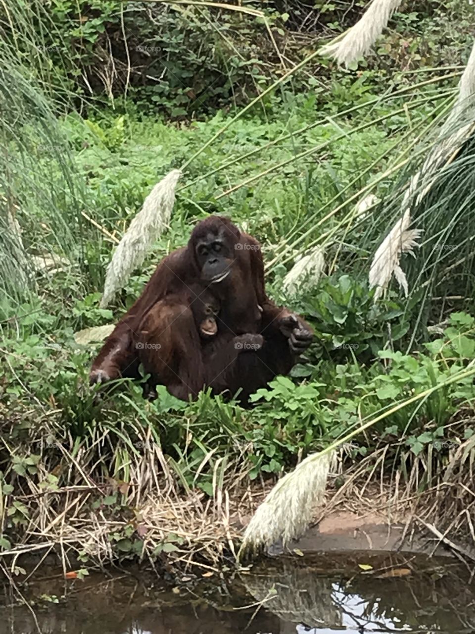 Mummy orangutan and baby