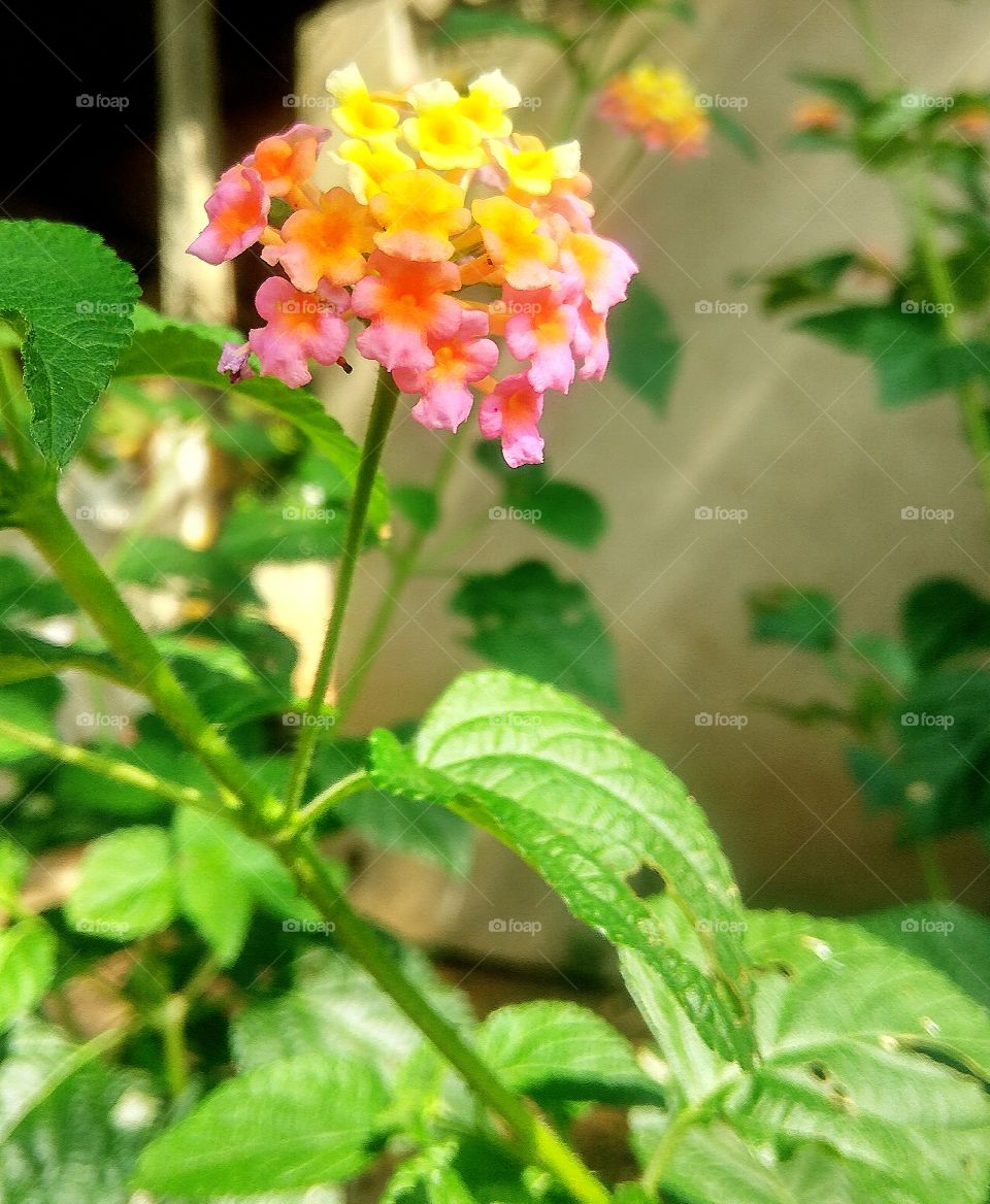 colourful colour flowers
