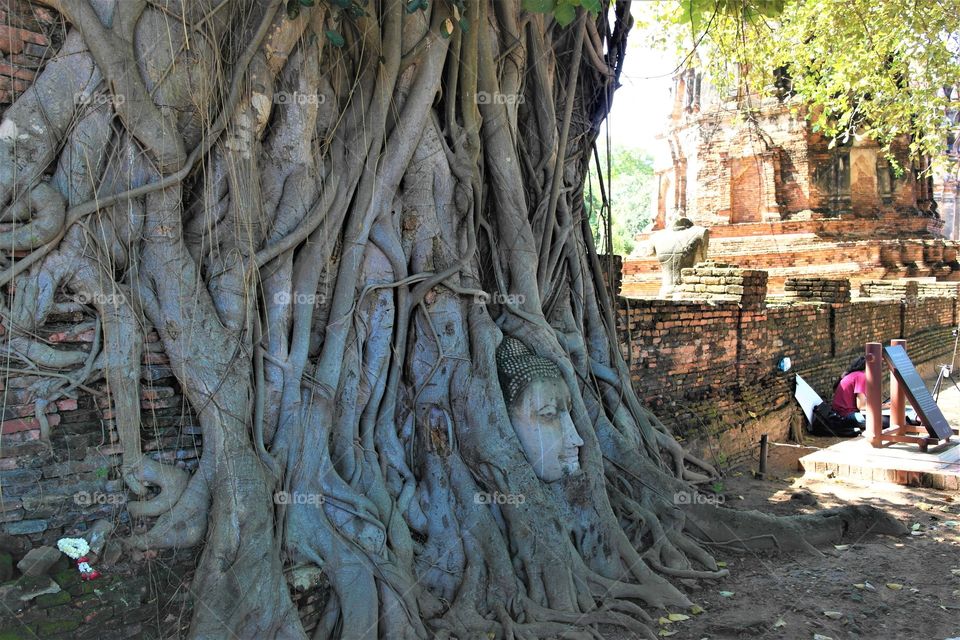 Tree Budha head temple travel  Ayutaya Thai land