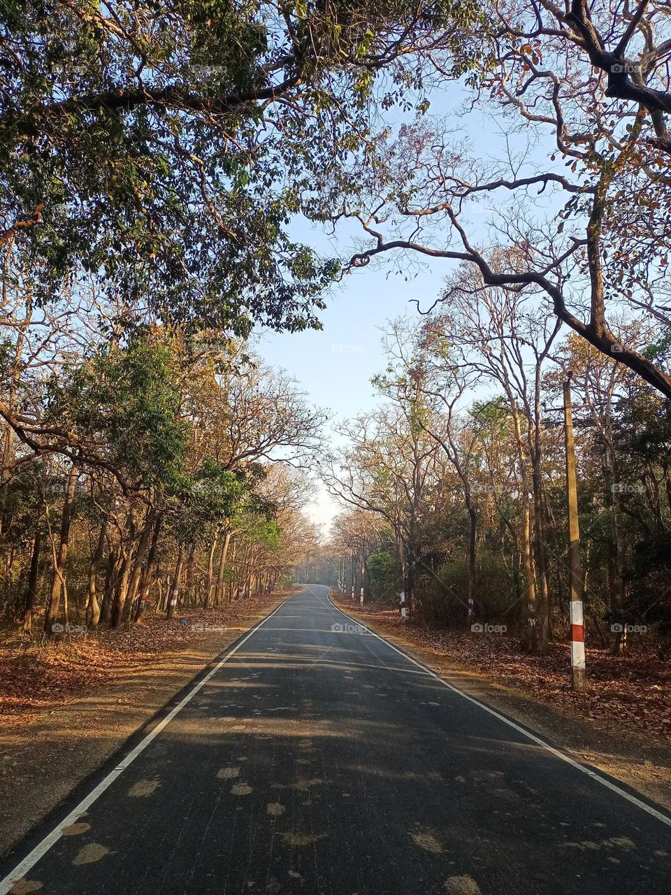 Beautiful view of Indian forest jungle road with both said trees blue sky wildlife photography