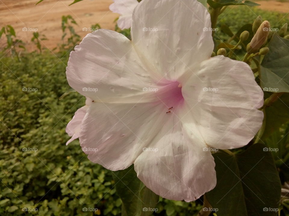 summer white flower