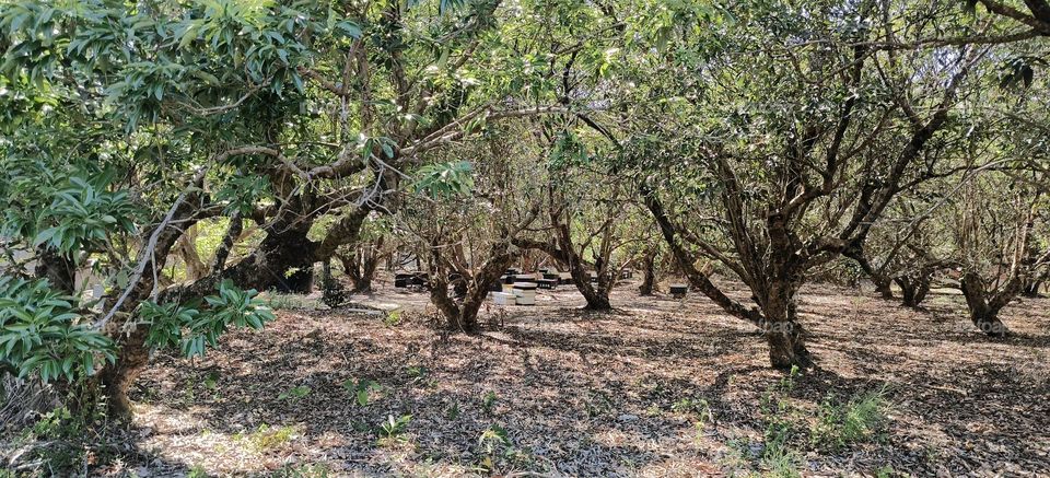 Beekeeping under the longan tree