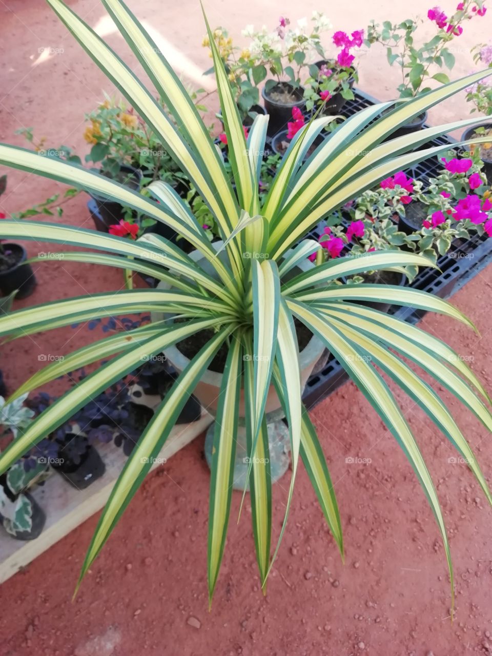 The flower pot display by the local village ladies # pretty awesome #beautiful