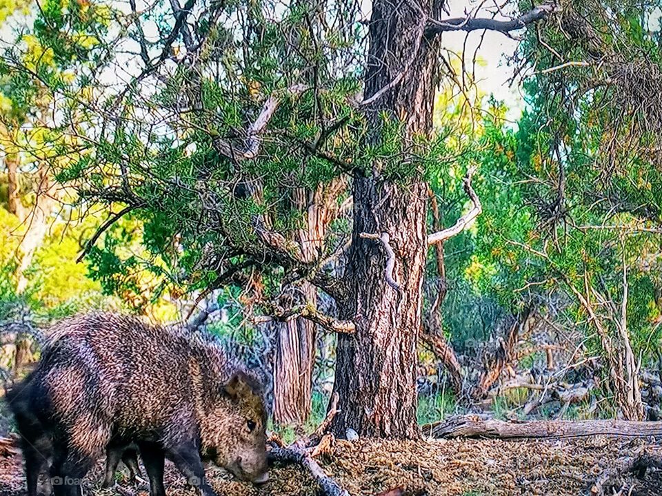 one animal in the forest