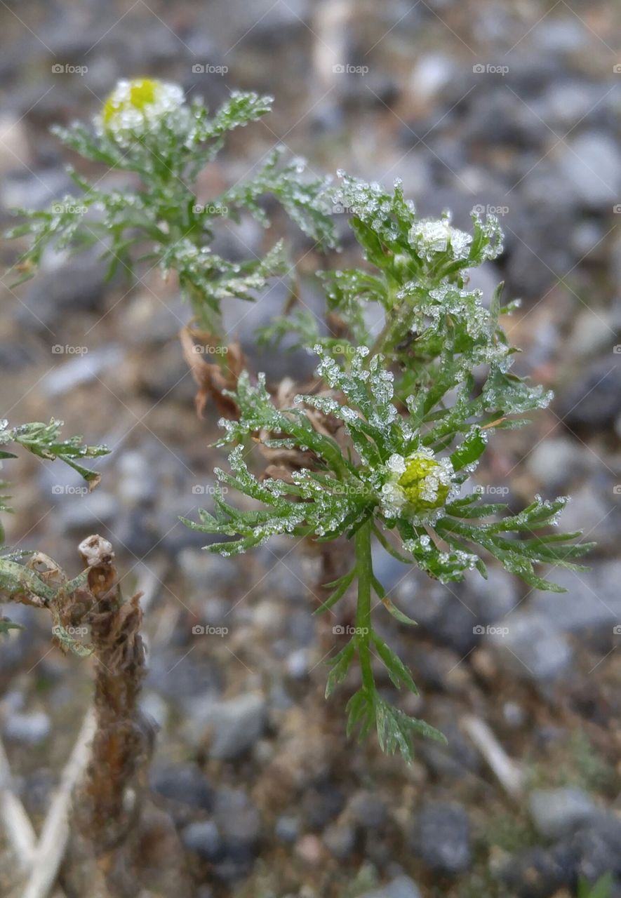 Morning frost on tiny plant 1. morning frost of October on micro plant