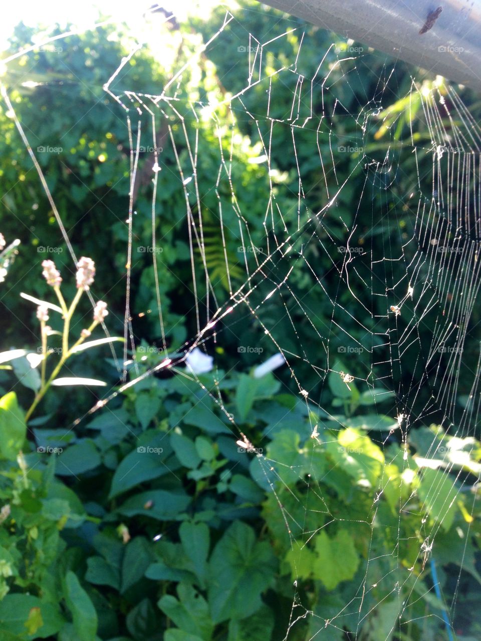 Web