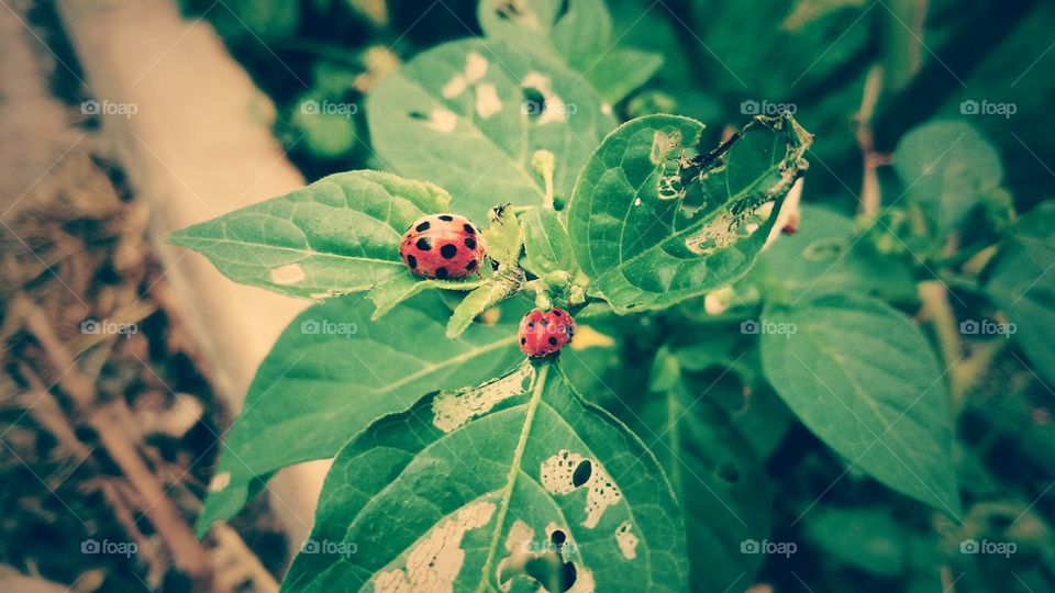 is style smartphone photo_how do like