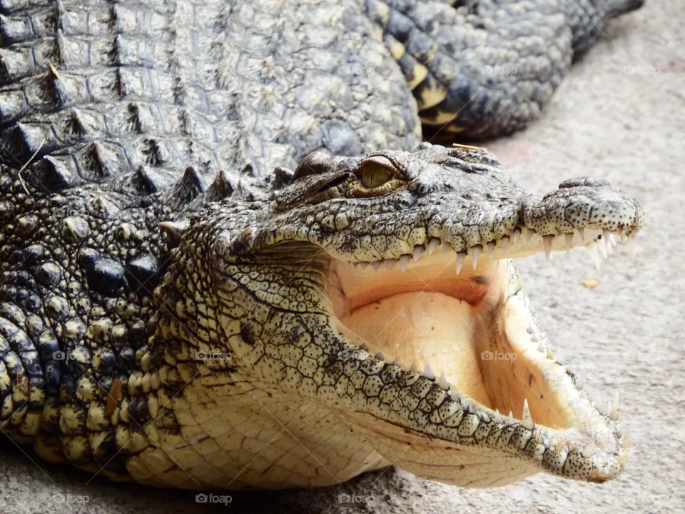 crocodile