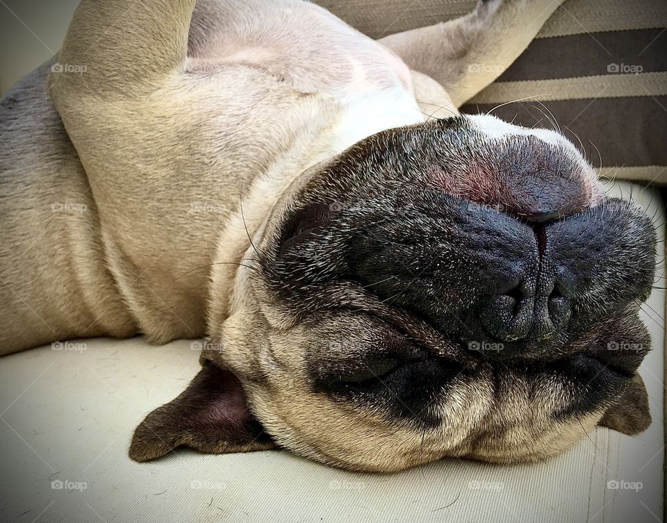 Foap Mission Happy Snoozing French Bulldog!