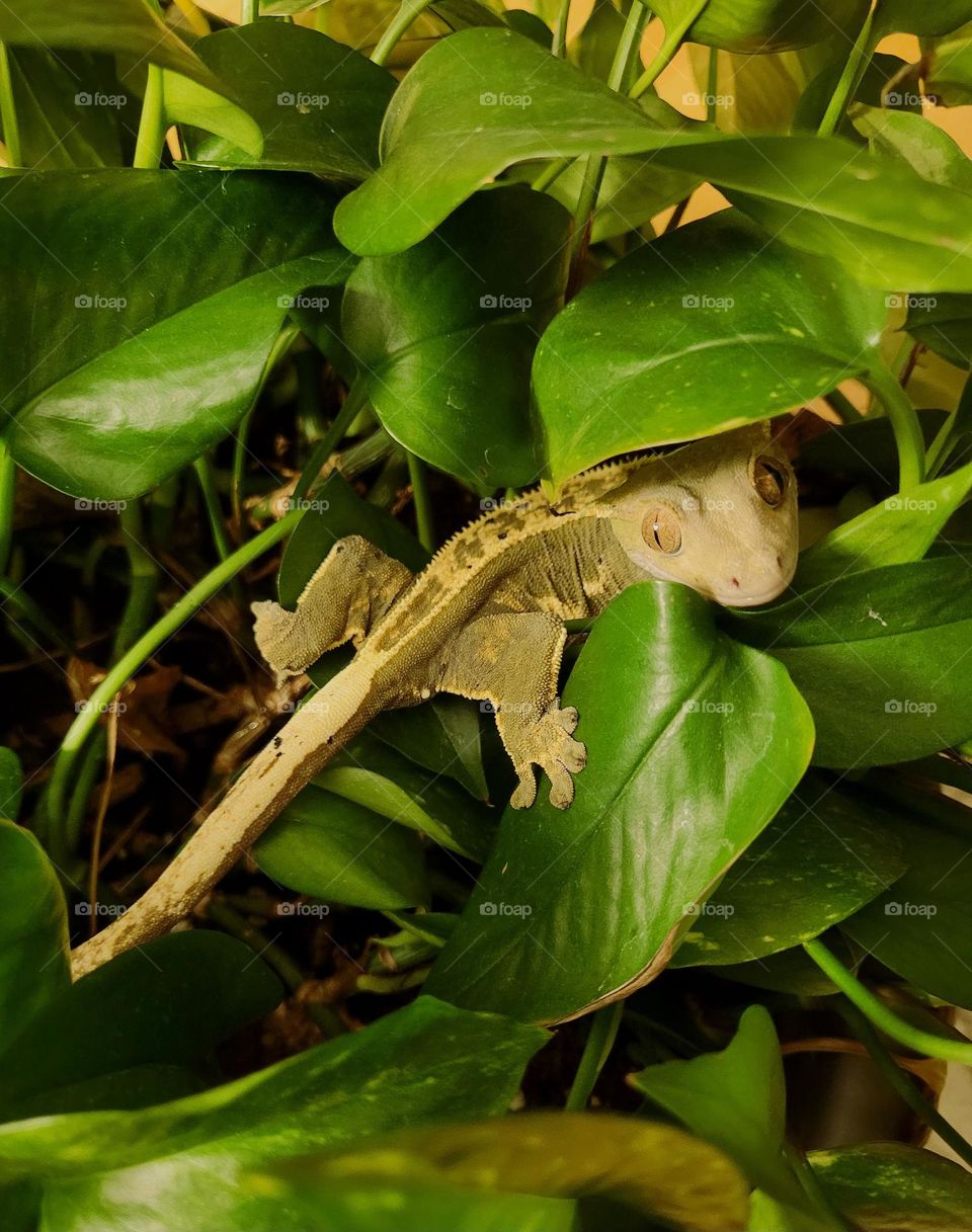 crested gecko