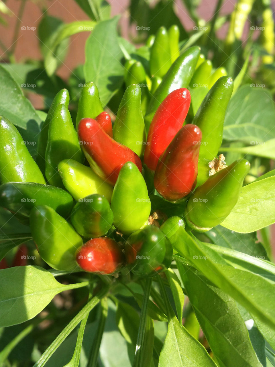 Close-up of chilli