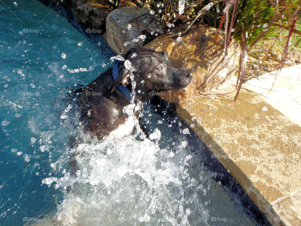 Black lab playing in the pool