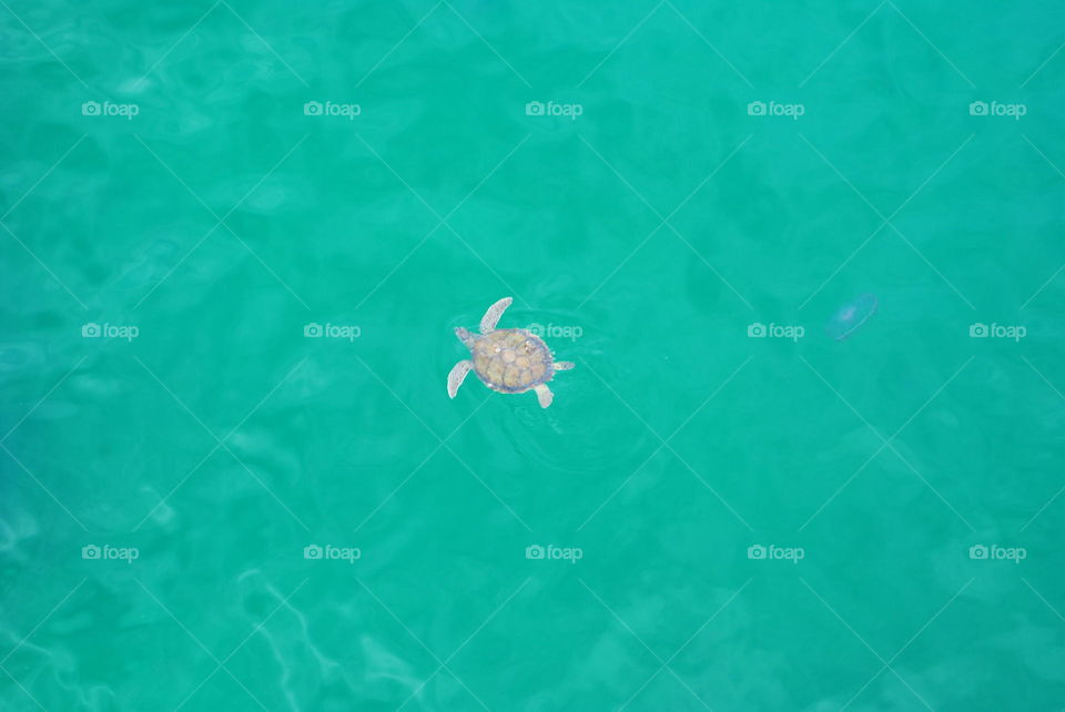 A wild sea turtle swimming in the ocean