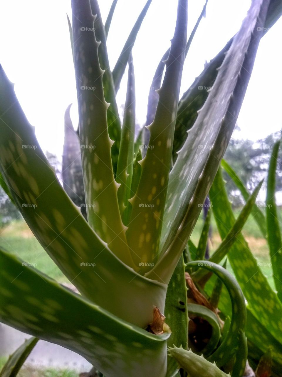 Aloe plant