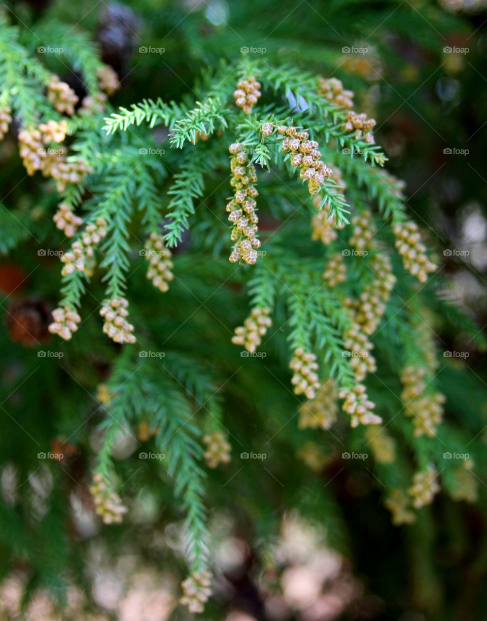 closeup of evergreen