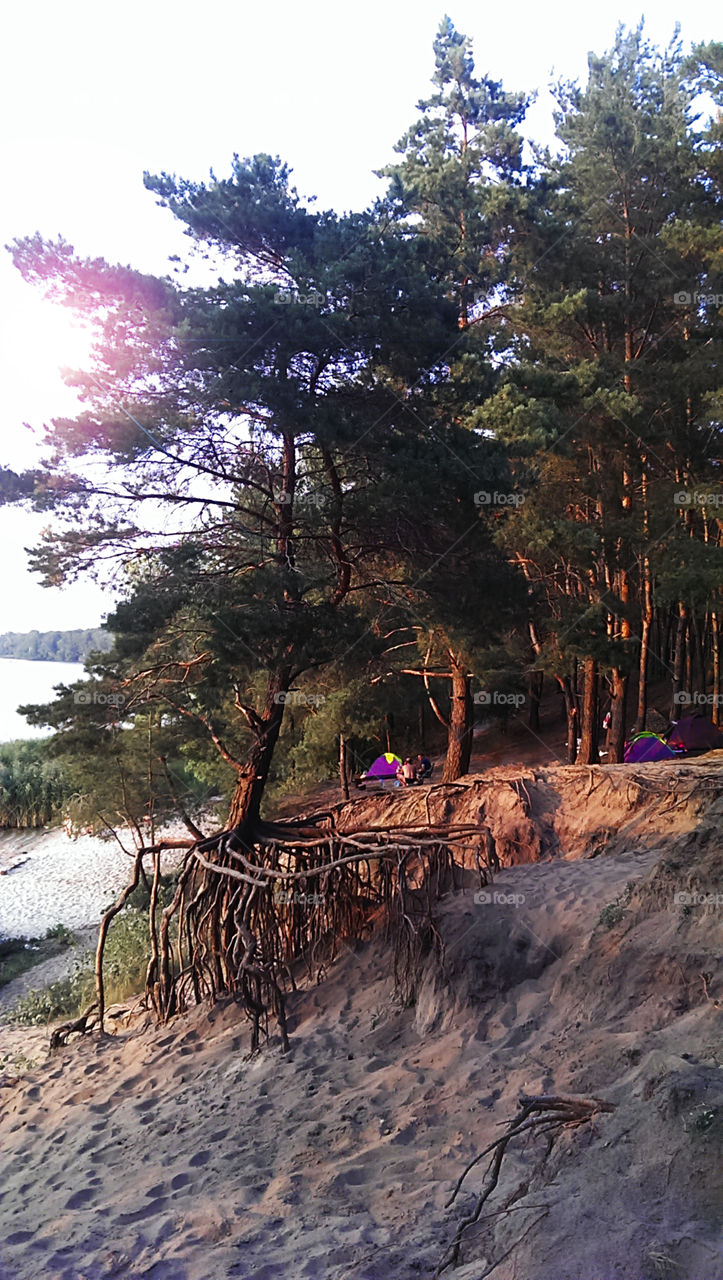 Trees with bare roots on sand in the forest 